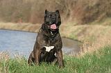 CANE CORSO 1384